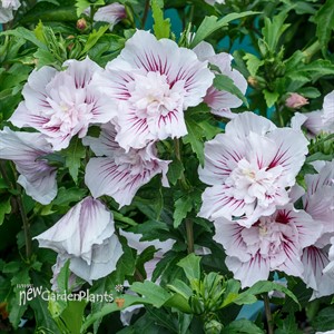 STARBLAST CHIFFON™ Rose of Sharon
