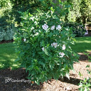 STARBLAST CHIFFON™ Rose of Sharon