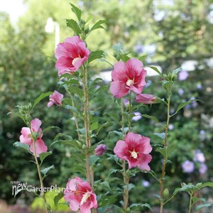 RED PILLAR™ Rose of Sharon
