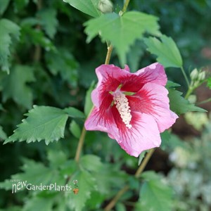 RED PILLAR™ Rose of Sharon