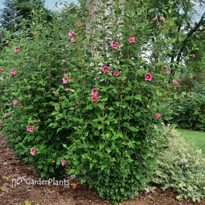 RED PILLAR™ Rose of Sharon