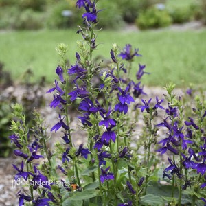 Lobelia STARSHIP Blue 