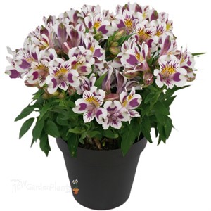 Inca Magic Peruvian Lily Alstroemeria hybrid