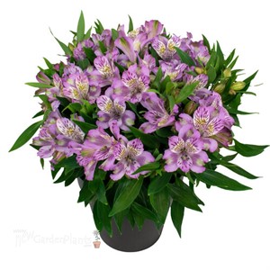 Inca Ocean® Peruvian Lily Alstroemeria hybrid