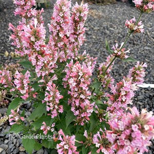 Agastache ‘Pink Pearl’