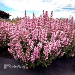 Agastache ‘Pink Pearl’