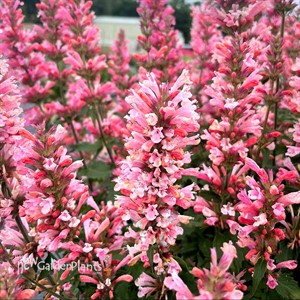Agastache ‘Pink Pearl’