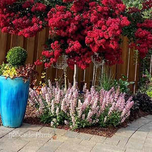 Agastache ‘Pink Pearl’