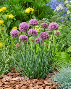 Allium Little Sapphire