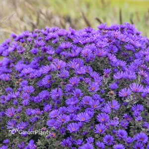 Aster 'Grape Crush' New England Aster