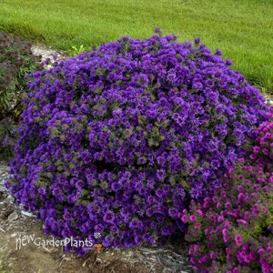 Aster 'Grape Crush' New England Aster