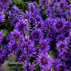 Aster 'Grape Crush' New England Aster