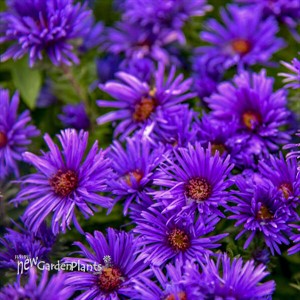 Aster 'Grape Crush' New England Aster