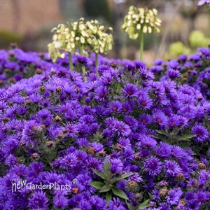 Aster 'Grape Crush' New England Aster