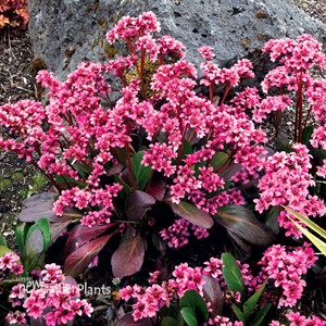 Bergenia ‘Pink Dragonfly’ Pig squeak