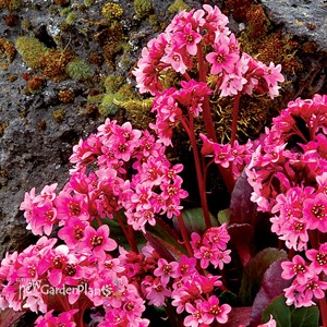 Bergenia ‘Pink Dragonfly’ Pig squeak