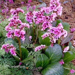 Bergenia ‘Pink Dragonfly’ Pig squeak