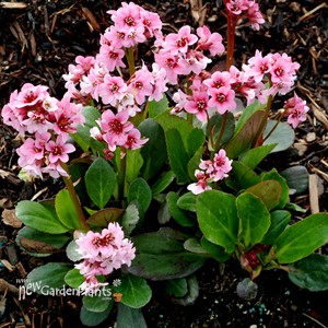Bergenia ‘Pink Dragonfly’ Pig squeak