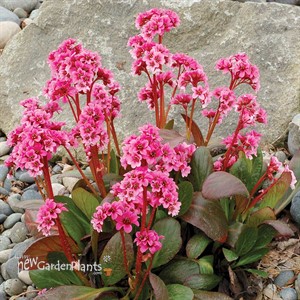 Bergenia ‘Pink Dragonfly’ Pig squeak