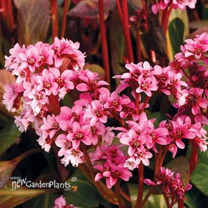 Bergenia ‘Pink Dragonfly’ Pig squeak