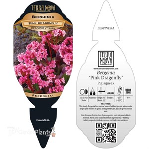 Bergenia ‘Pink Dragonfly’ Pig squeak