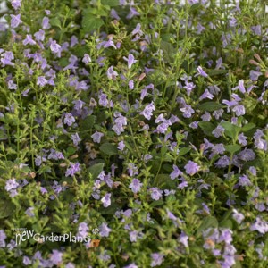 Calamintha n. 'Marvelette Blue'