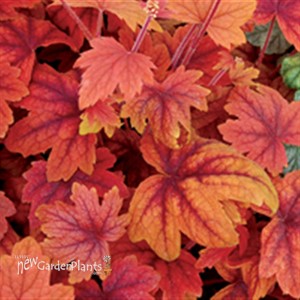 'Sweet Tea' Foamy Bells