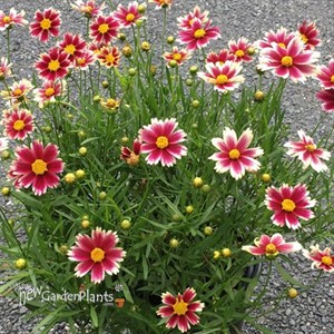 Coreopsis Candy Stripes Tickseed