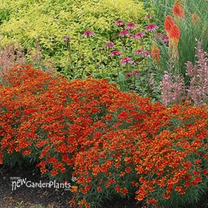Coreopsis ‘Ladybird’