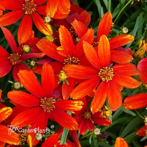 Coreopsis ‘Ladybird’