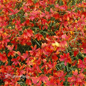 Coreopsis ‘Ladybird’