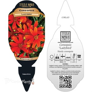 Coreopsis ‘Ladybird’