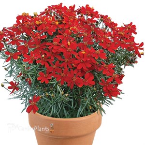 Coreopsis ‘Ladybird’