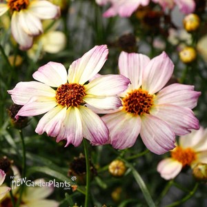 Coreopsis NOVA™ ‘Jewel