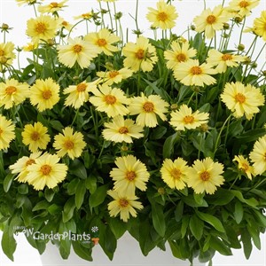 Coreopsis SOLANNA™ GLOW Tickseed