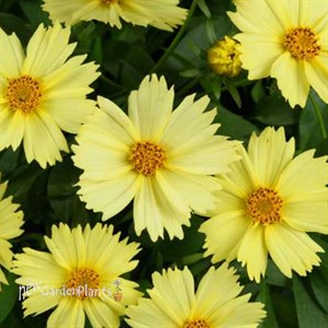 Coreopsis SOLANNA™ GLOW Tickseed
