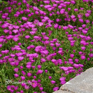 Delosperma Ocean Sunset™ Violet
