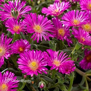 Delosperma Ocean Sunset™ Violet