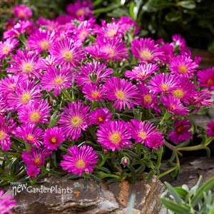 Delosperma Ocean Sunset™ Violet