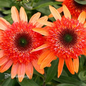 Echinacea CARA MIA™ ‘Coral’