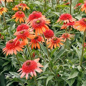Echinacea CARA MIA™ ‘Coral’