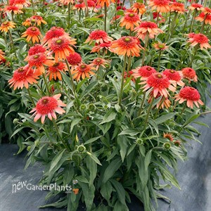 Echinacea CARA MIA™ ‘Coral’