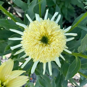Echinacea SUNDIAL™ ‘Zenith’