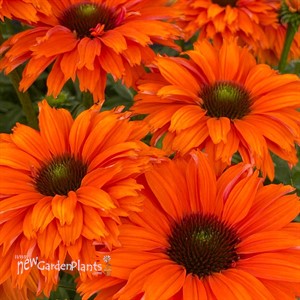 ECHINACEA SUNSEEKERS® MINEOLA