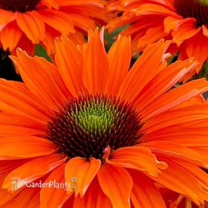 ECHINACEA SUNSEEKERS® MINEOLA