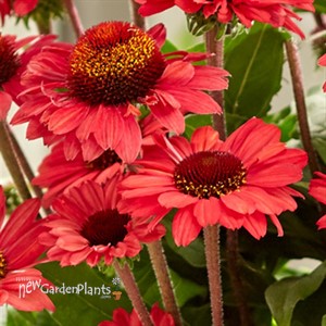 Echinacea Sunseeker Red Coneflower