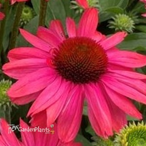 Echinacea SunSeekers® Maegenta
