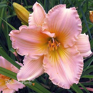 Fairy Tale Pink Daylily