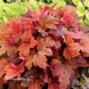 'Sweet Tea' Foamy Bells