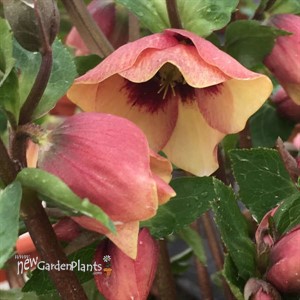 Helleborus 'Sandy Shores' HONEYMOON® Series